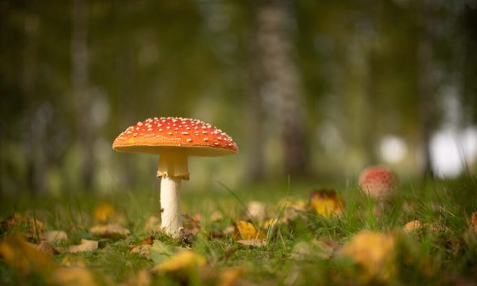 Know Before Trying Amanita Mushrooms for the First Time